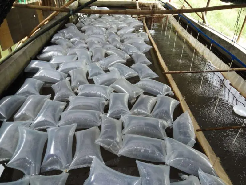 优质缩骨鳙鱼苗，大型水产育苗基地繁育，保证质量包技术