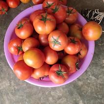 西红柿已经大量上市了，欢迎全国各地的老板来定货