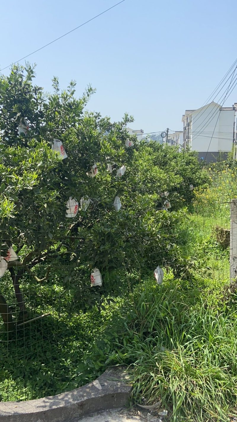 正宗蒲江耙耙柑丑橘春见支持代办装车采购