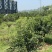 正宗蒲江耙耙柑丑橘春见支持代办装车采购