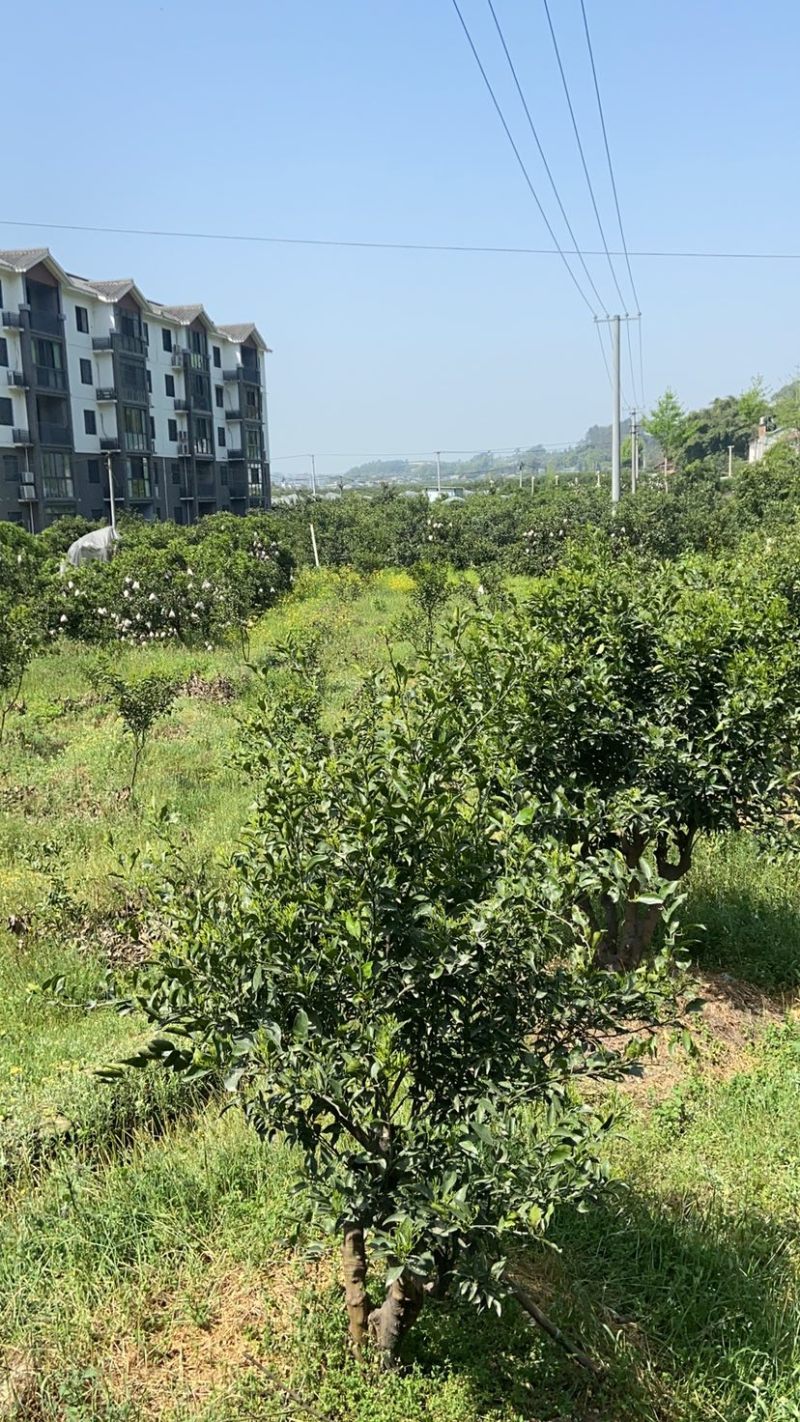 正宗蒲江耙耙柑丑橘春见支持代办装车采购