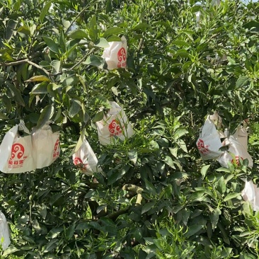 正宗蒲江耙耙柑丑橘春见支持代办装车采购
