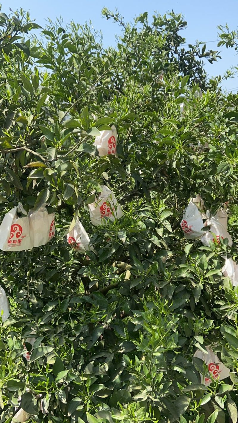 正宗蒲江耙耙柑丑橘春见支持代办装车采购