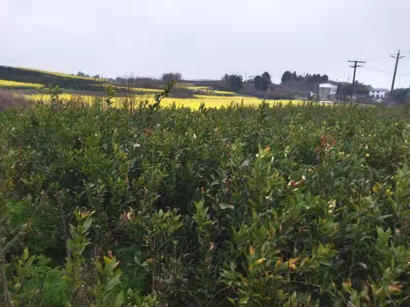 柑桔木虱防治现场图