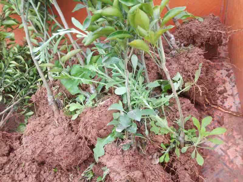 柑桔黄龙病果园病株清除现场