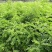 出售，优质精品刺槐1--5公分