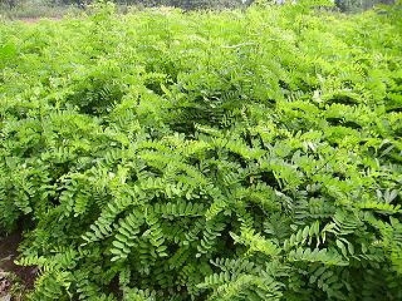 出售，优质精品刺槐1--5公分