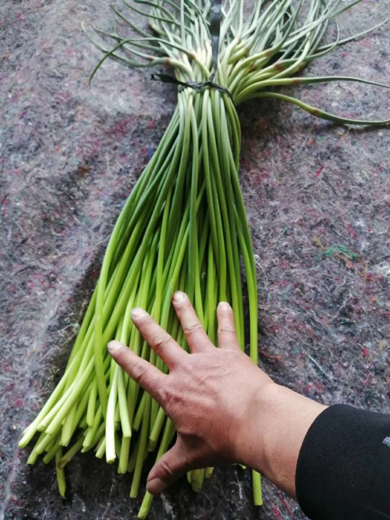 金乡蒜薹蒜薹抽条晚条形长不糠不软现场挑选可以打捆套袋