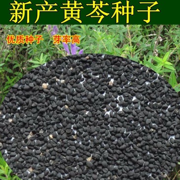 药材种子纯新优质黄芩种子黄芩籽春夏秋播种干旱地可种