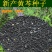 药材种子纯新优质黄芩种子黄芩籽春夏秋播种干旱地可种