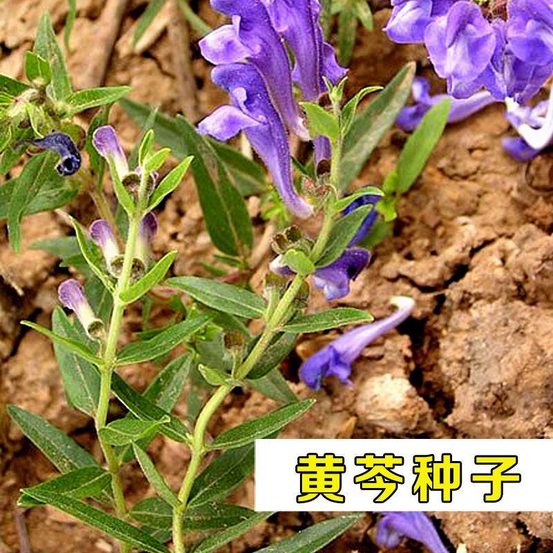 药材种子纯新优质黄芩种子黄芩籽春夏秋播种干旱地可种