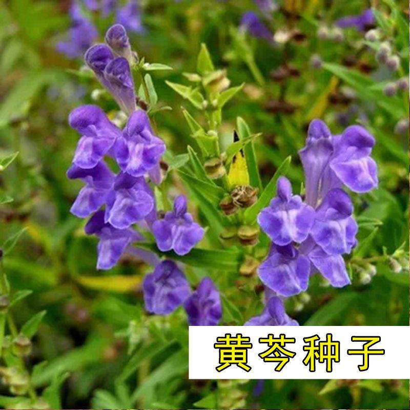 药材种子纯新优质黄芩种子黄芩籽春夏秋播种干旱地可种