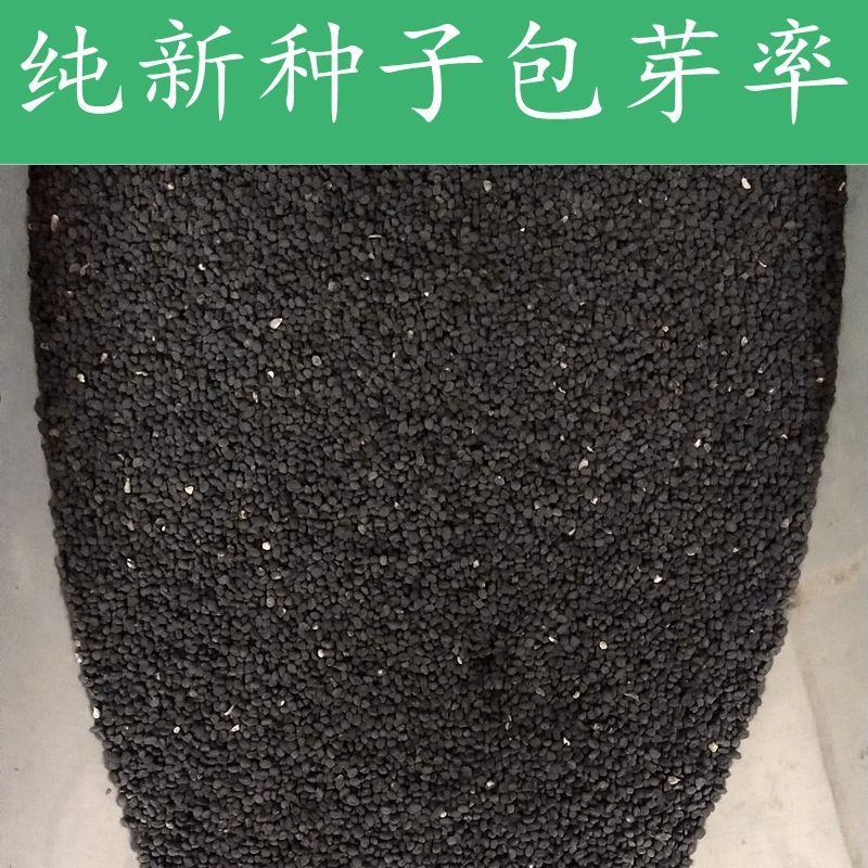 药材种子纯新优质黄芩种子黄芩籽春夏秋播种干旱地可种