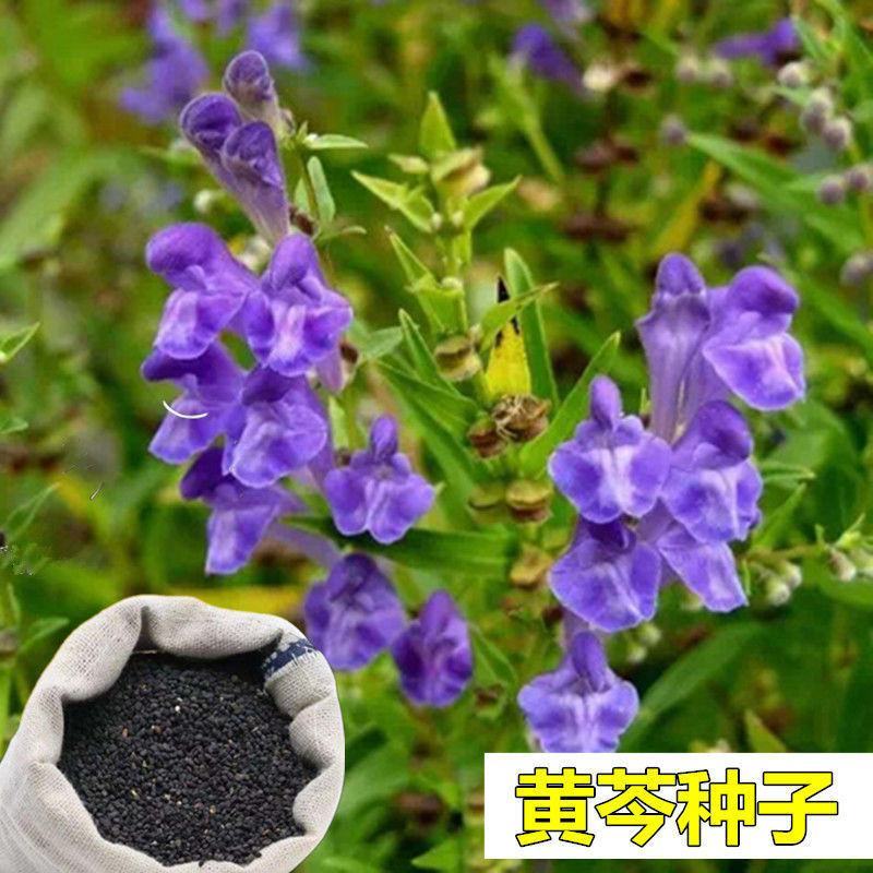 药材种子纯新优质黄芩种子黄芩籽春夏秋播种干旱地可种