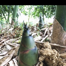 四川自贡麻竹笋新鲜带壳麻竹笋预售