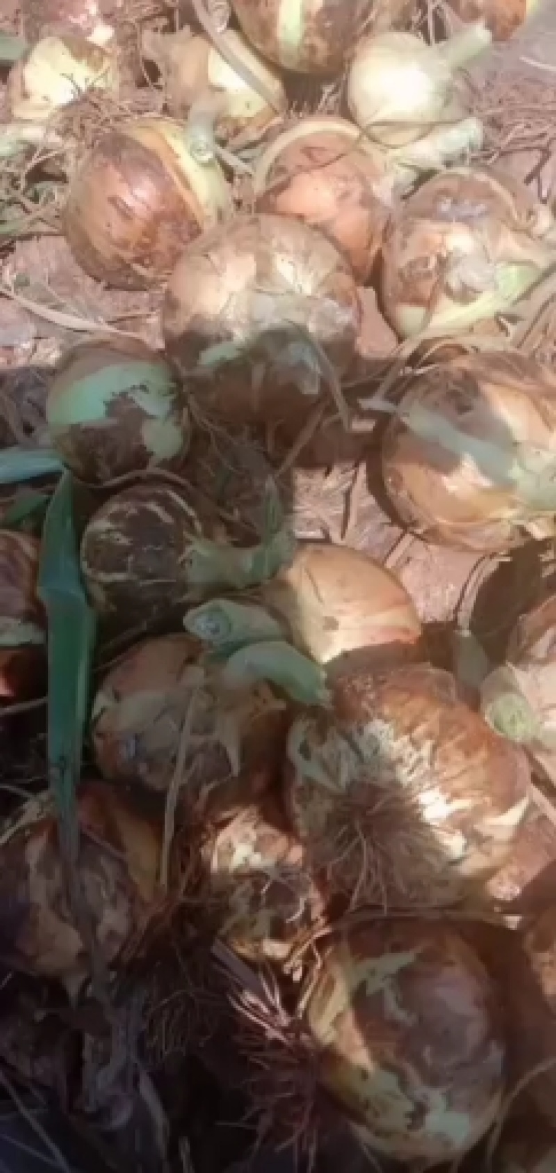 黄皮洋葱大量上市欢迎选购