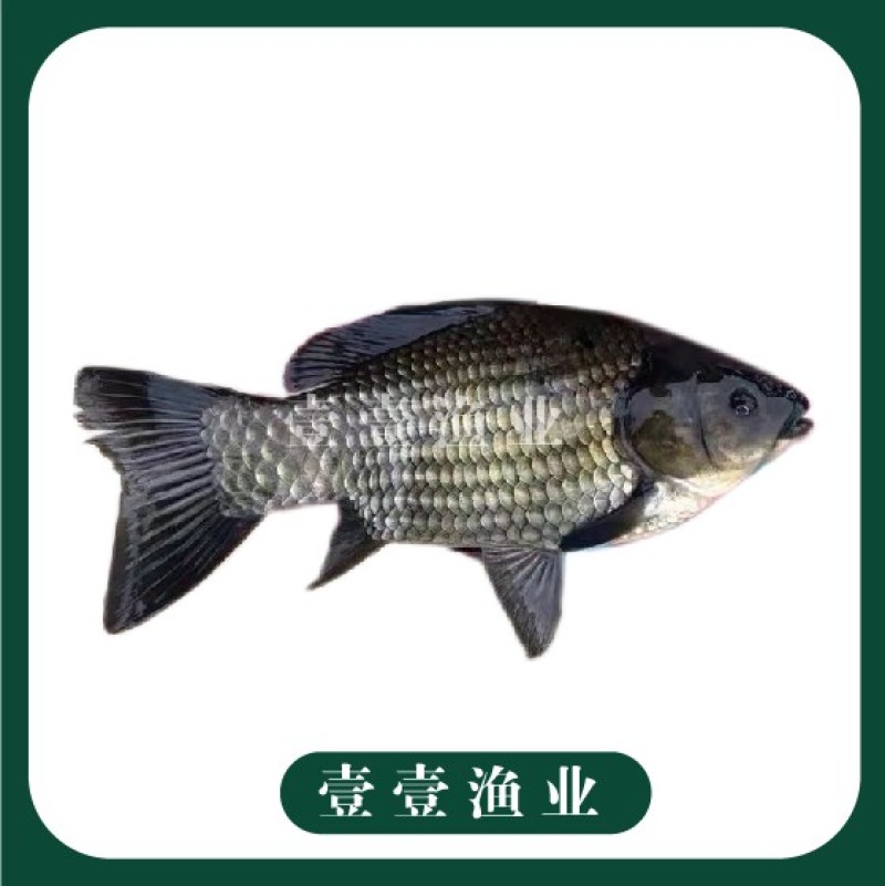 优质中科五中科三银鲫