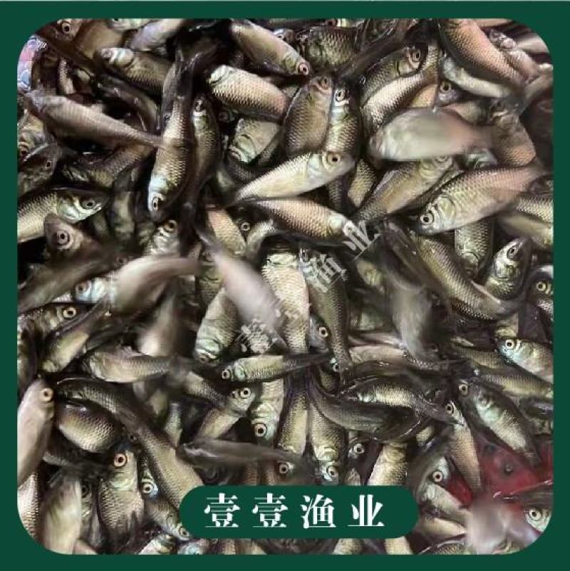 优质中科五中科三银鲫