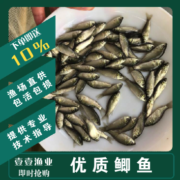 优质中科五中科三银鲫