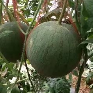 宁夏沙漠吊瓜现已上市