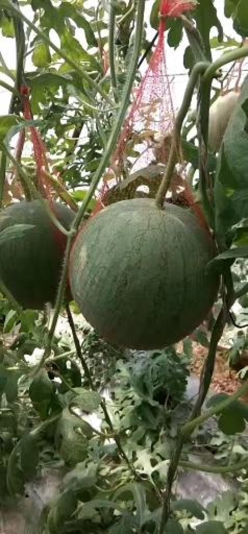 宁夏沙漠吊瓜现已上市