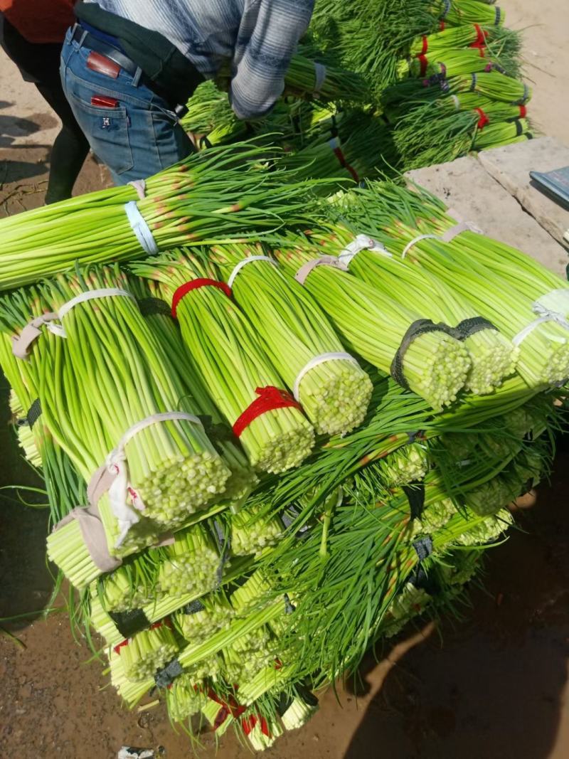精品早熟红帽蒜薹大量上市，60公分以上，商超市场产地大量