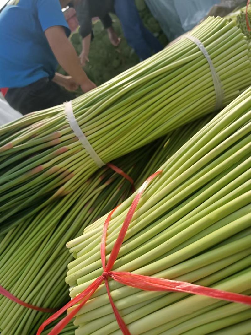 精品早熟红帽蒜薹大量上市，60公分以上，商超市场产地大量