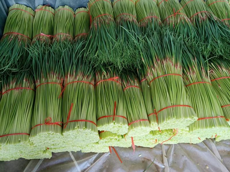 精品早熟红帽蒜薹大量上市，60公分以上，商超市场产地大量