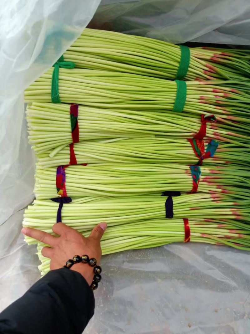 精品早熟红帽蒜薹大量上市，60公分以上，商超市场产地大量