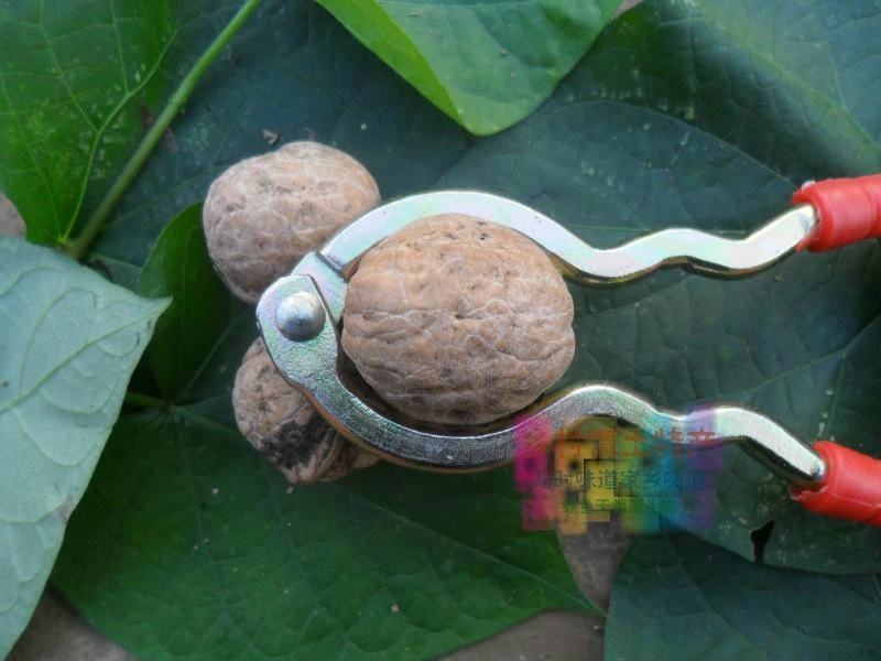 山核桃【零批】太行山老树厚皮棉核桃，无漂白5斤包邮