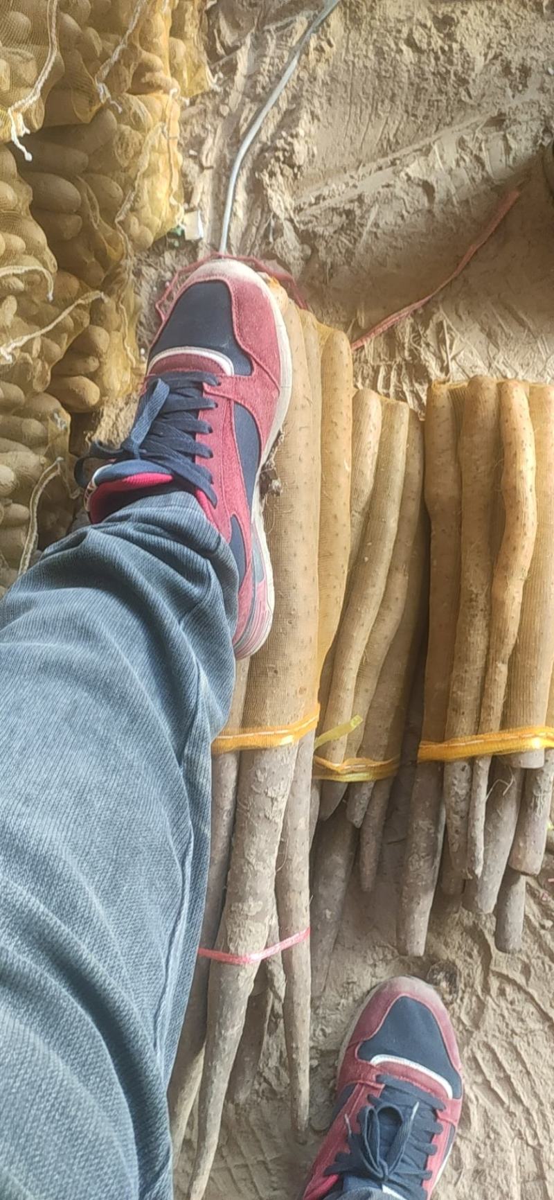 白玉网袋山药，白玉山药好段子