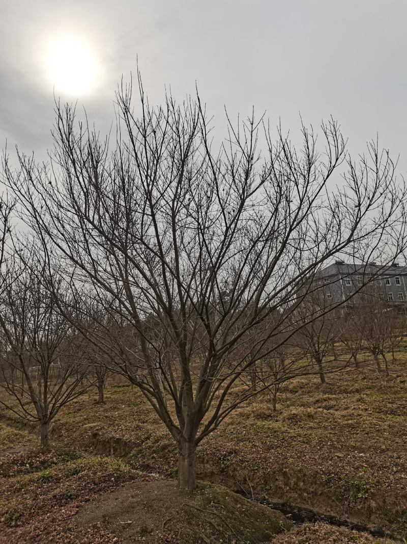 鸡爪槭121518公分，高低分支都有精品田苗质量保证