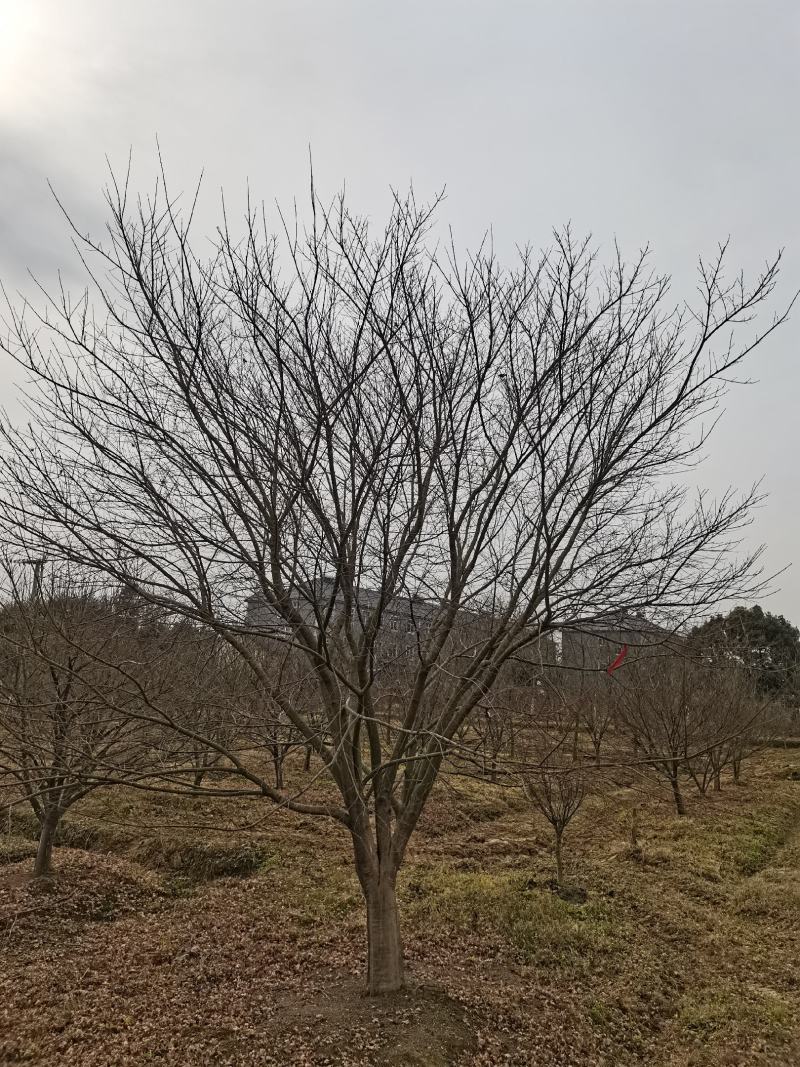 鸡爪槭121518公分，高低分支都有精品田苗质量保证