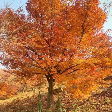 鸡爪槭121518公分，高低分支都有精品田苗质量保证