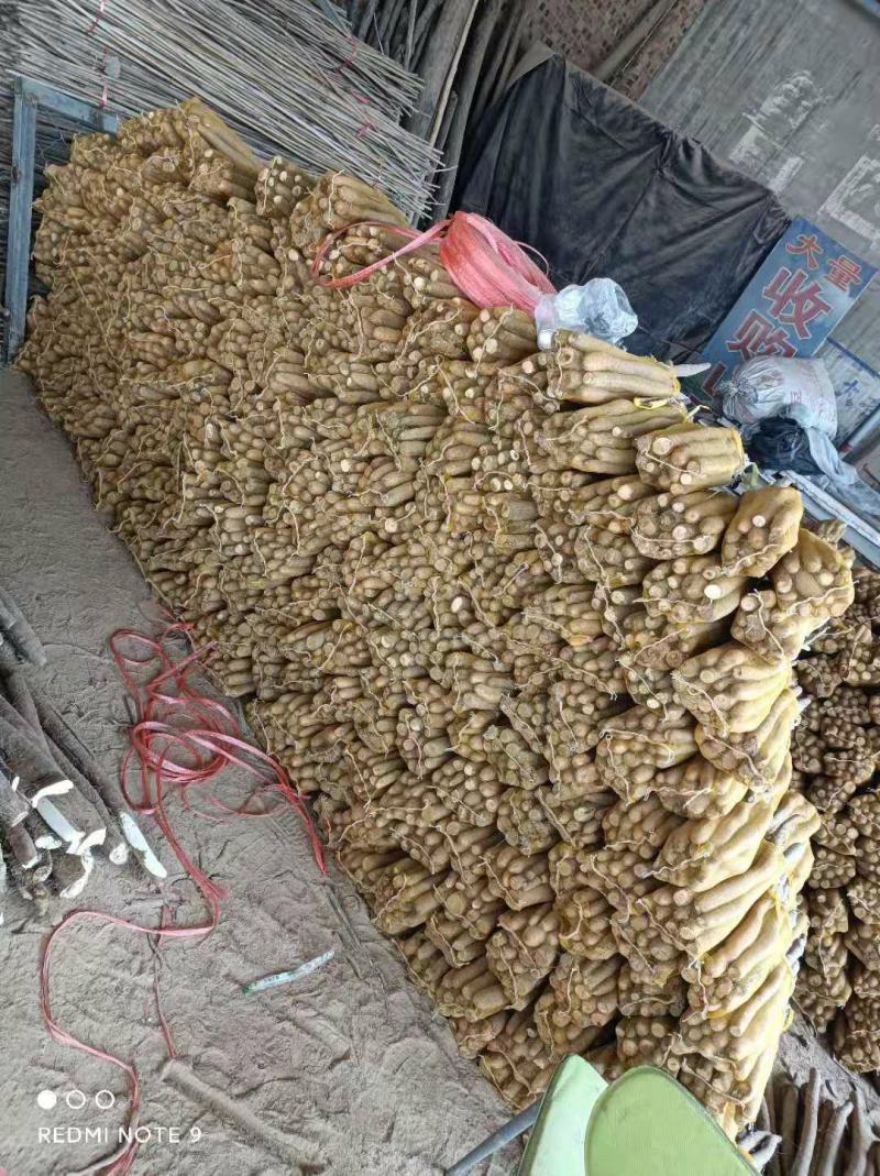 白玉网袋山药，白玉山药好段子