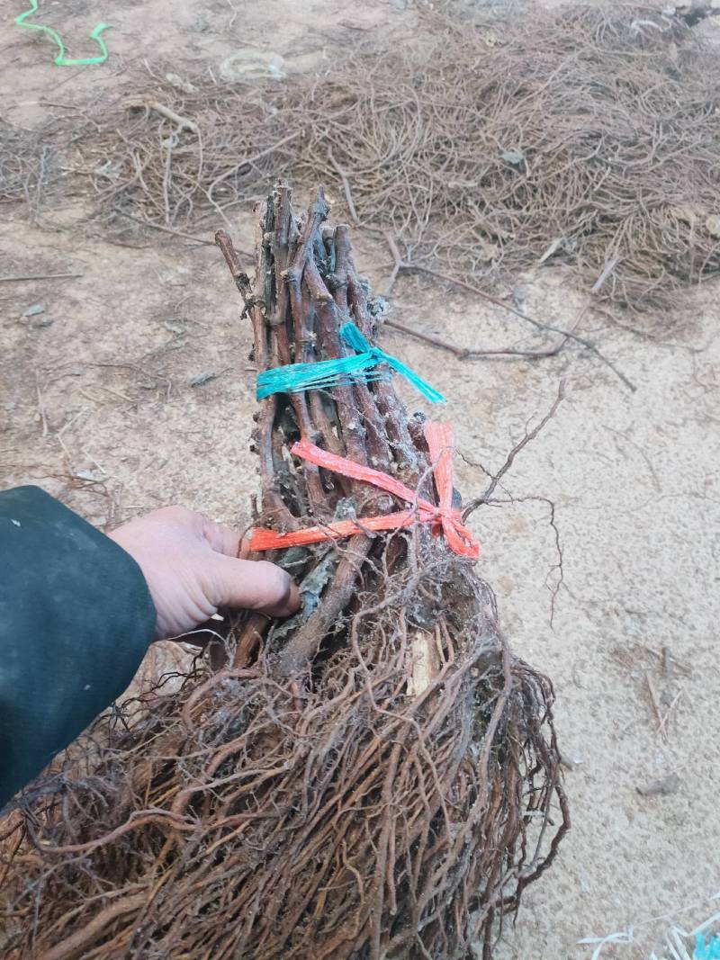 河北秦皇岛葡萄苗1-2年苗品种苗保证纯度