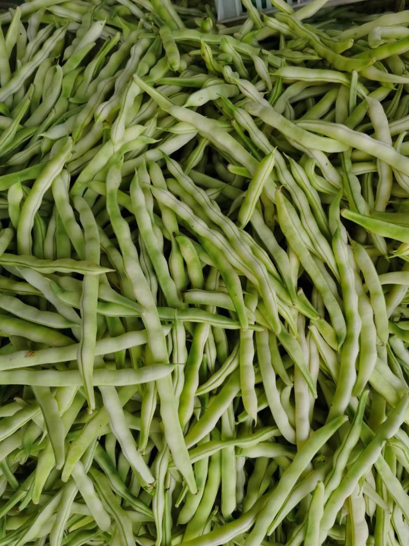 山东临沂优质大棚芸豆产地批发量大价优