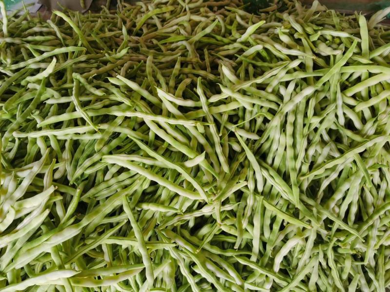 山东临沂优质大棚芸豆产地批发量大价优