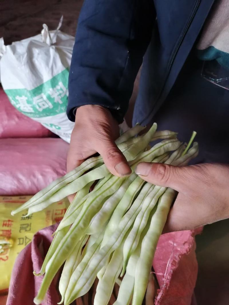山东临沂优质大棚芸豆产地批发量大价优
