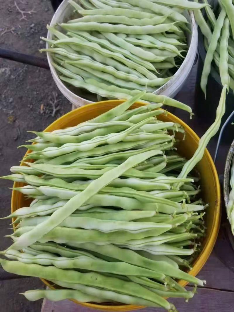 山东临沂优质大棚芸豆产地批发量大价优