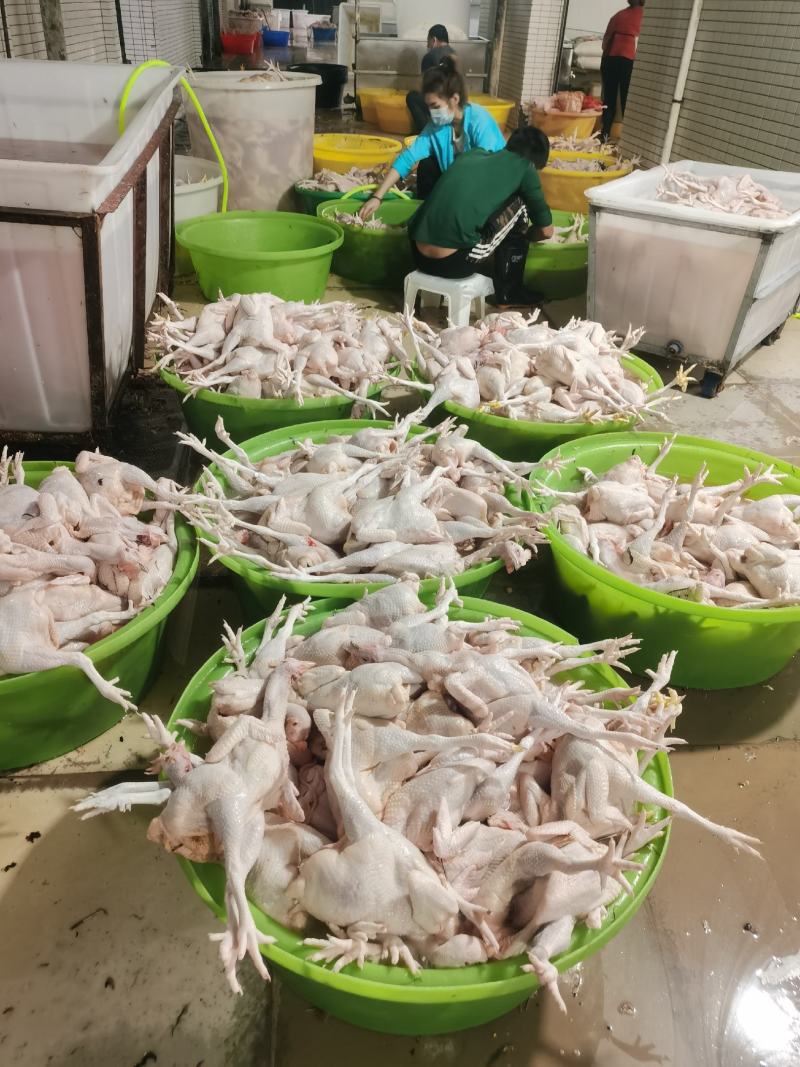 海南正苗回笼文昌鸡新鲜宰杀明天新鲜配送！