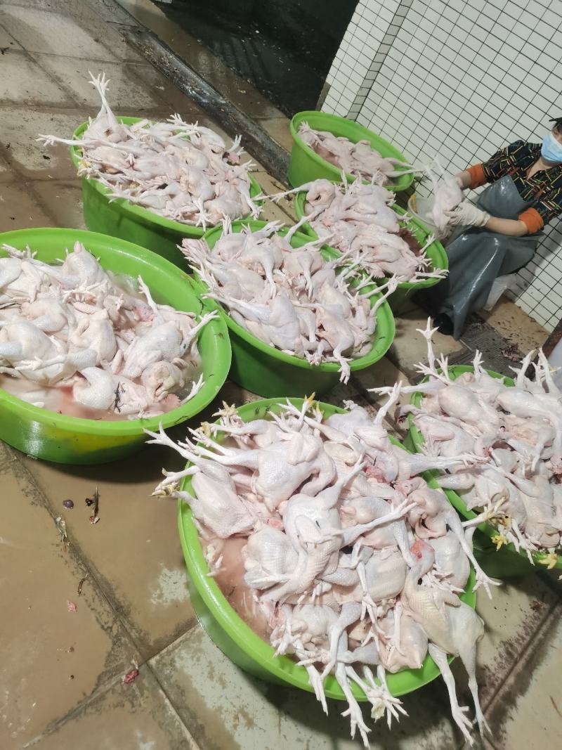 海南正苗回笼文昌鸡新鲜宰杀明天新鲜配送！