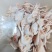 海南正苗回笼文昌鸡新鲜宰杀明天新鲜配送！