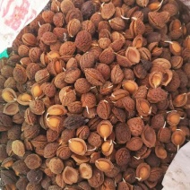 毛桃芽全人工挑㧥、优质精品。