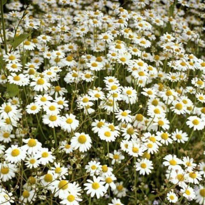 洋甘菊种子德国洋甘菊种子西洋甘菊花种香草种子德国