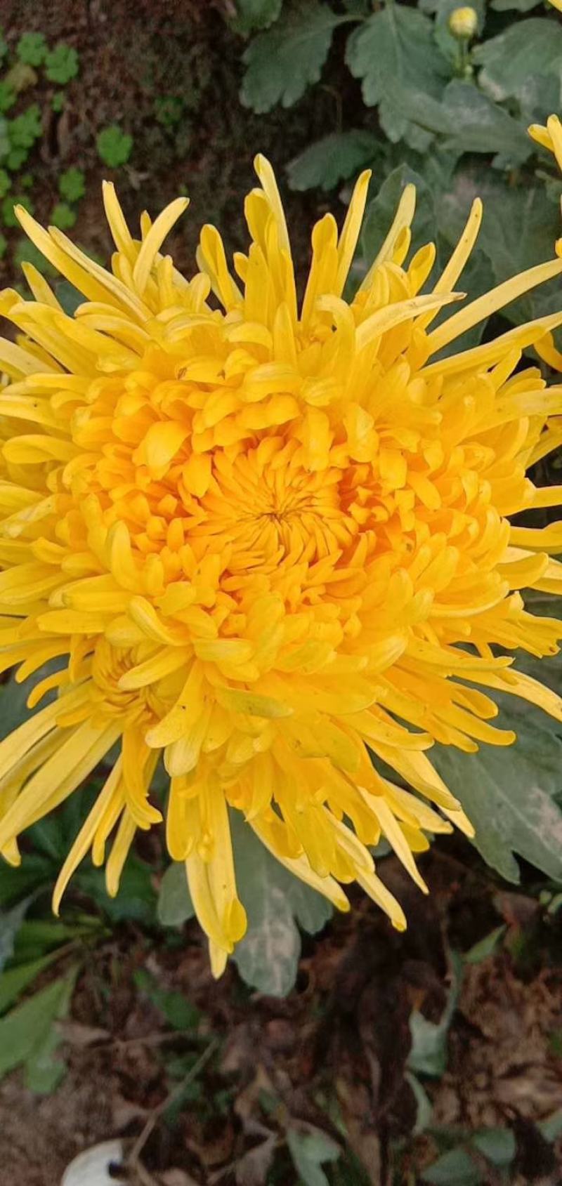 菊花苗、金丝皇菊、婺源黄菊、七月菊、北京菊、贡菊、亳菊花