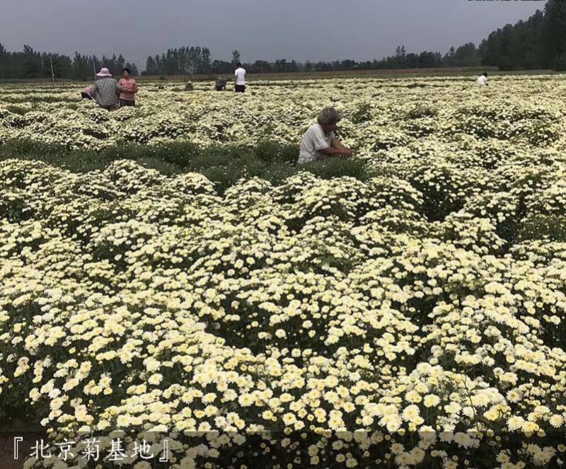 菊花苗、金丝皇菊、婺源黄菊、七月菊、北京菊、贡菊、亳菊花