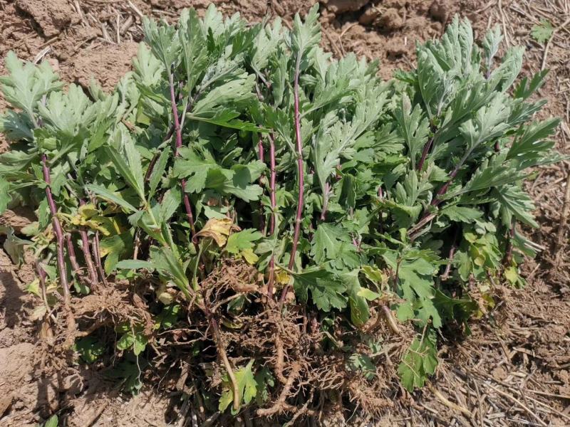 菊花苗、金丝皇菊、婺源黄菊、七月菊、北京菊、贡菊、亳菊花