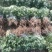 菊花苗、金丝皇菊、婺源黄菊、七月菊、北京菊、贡菊、亳菊花