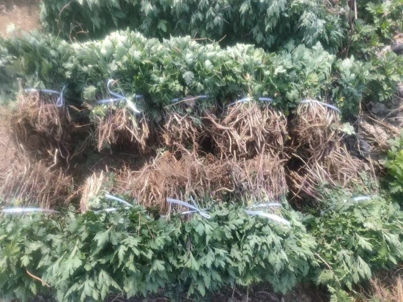 菊花苗、金丝皇菊、婺源黄菊、七月菊、北京菊、贡菊、亳菊花
